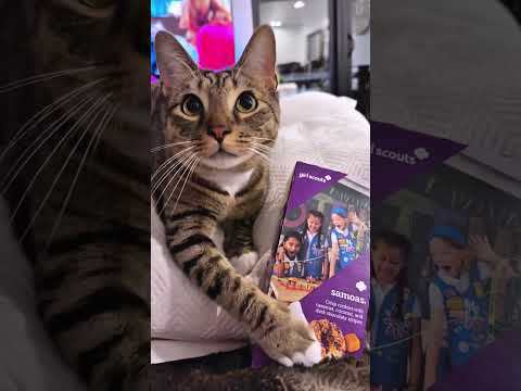 Les chats sont des acteurs ... #funny