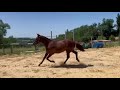Pouliche PFS taille D 1 an