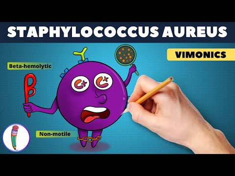 Staphylococcus aureus Visual mnemonic (vimonic) / Staphylococcus aureus microbiology