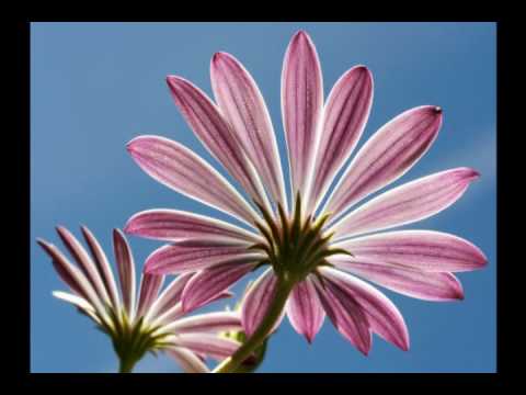 Me prometo a mi misma.wmv