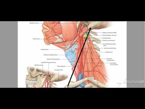 vessels deep to sternomastoid 2
