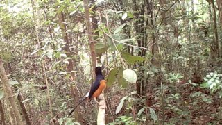 Download lagu LAMA TIDAK MIKAT MURAI BATU ,,SEKALI MIKAT TERNYATA TIDAK LAMA POINYA mp3