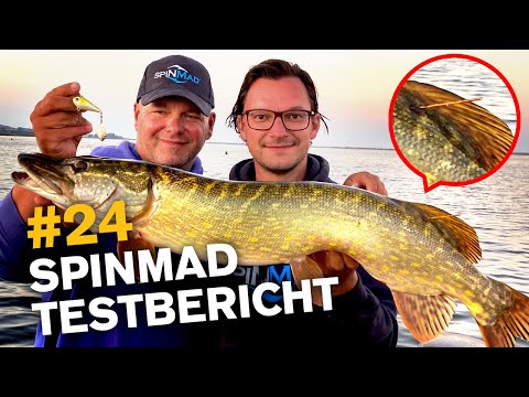 Große Barsche, schöne Hechte – 16g SpinMad Jigmaster im Test 🔥🎣🦦