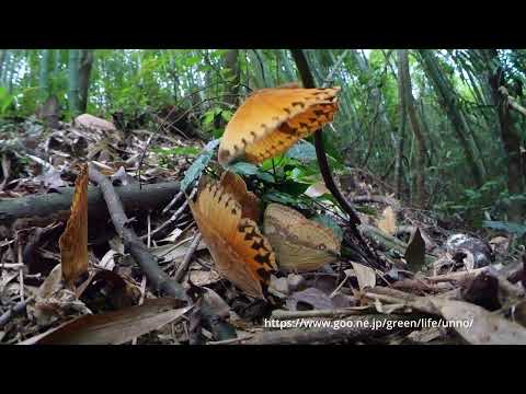 ワモンチョウの飛翔