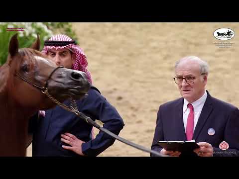 Doha International Arabian Horse Show 2023 SSC