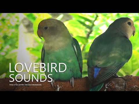 Peach-Faced Lovebirds Sounds - Lovebird Chirping in The Morning