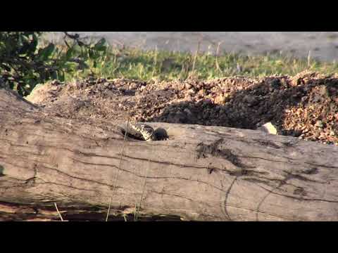 Djuma: Water Monitor Lizard peeping out of it's home - 17:12 - 11/17/18