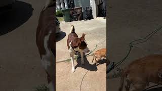 Video preview image #1 Labrador Retriever-Unknown Mix Puppy For Sale in Holly Springs, NC, USA