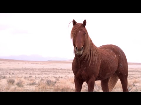 Wild Lands Wild Horses - Official Trailer 1