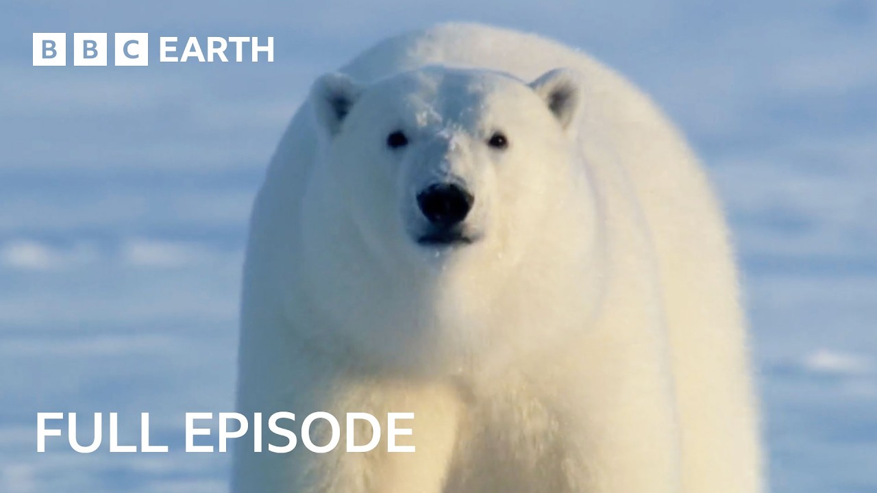 Natural World: Meet The Bears | FULL EPISODE | BBC Earth