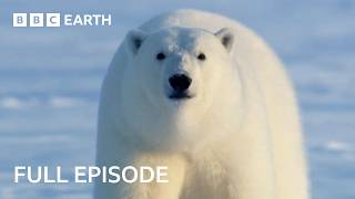 Natural World: Meet The Bears | FULL EPISODE | BBC Earth