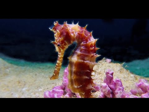 Coral Triangle Critters – 3 - scuba diving video
