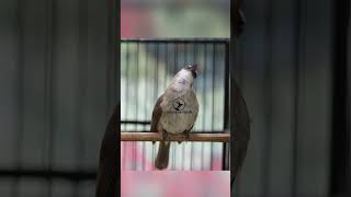 Download lagu Masteran Trucukan Gacor ROPEL PANJANG Ampuh Untuk Pancingan Trucuk Agar Cepat Menaikkan GACOR 91 mp3 Download lagu Masteran Trucukan Gacor ROPEL PANJANG Ampuh Untuk Pancingan Trucuk Agar Cepat Menaikkan GACOR 91 mp3