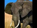 Elephant Trumpet