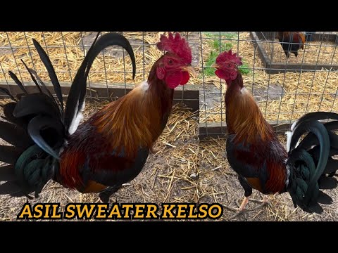 Asil Sweater Kelso Para Show Outdoor Breeding Pens - Xavier Rodriguez Barrios