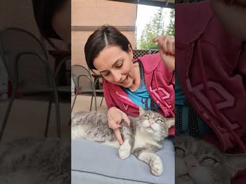 Gatto che zoppica: grosso guaio