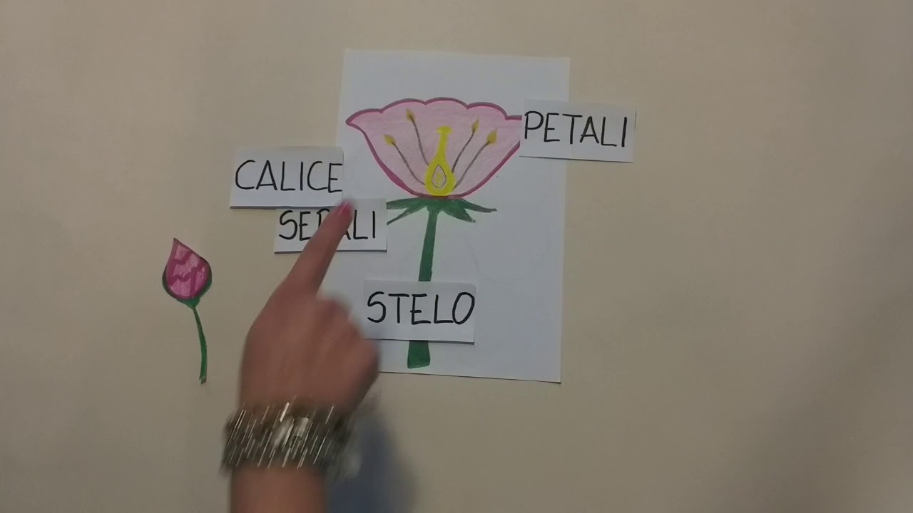 LE PARTI DEL FIORE - SCUOLA PRIMARIA