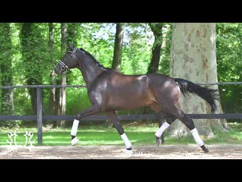 Kat. Nr. 18 - "Iniesta" von Impetus - Montafon *2018