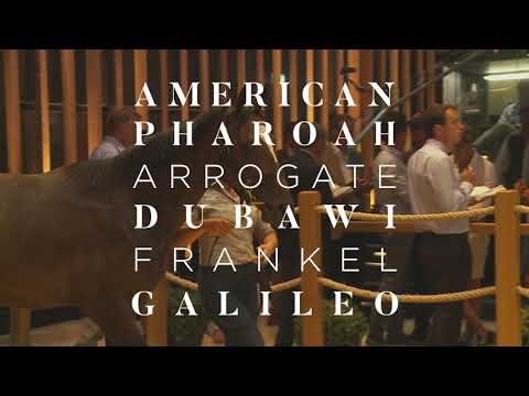 ARQANA August Yearling Sale