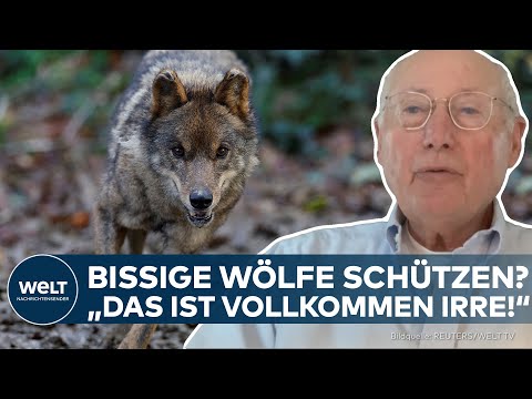 WÖLFE IN DEUTSCHLAND: Nach Wolfsattacke in den Niederlanden – Stefan Aust fordert Abschussquote