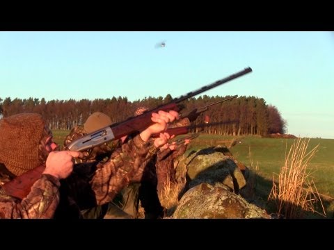 The Shooting Show -- goose flighting and the Apex Predator