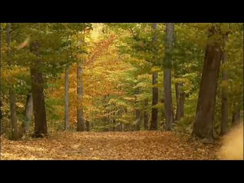 The Ent and Entwife Song - Rob Inglis