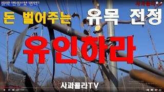 [사과나무 전정] 2년 3년 유목 전정 및 유인