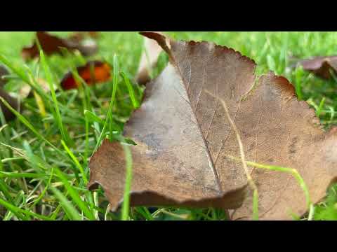 Autumn Leaves Falling Blowing From Trees on a Windy Fall Day   Relaxing Ambience FREE Stock Footage
