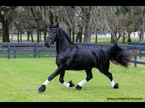 Miranda ISF by Erik 351, Sport - SOLD