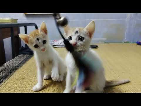 Cat playing video | cute cats funny videos