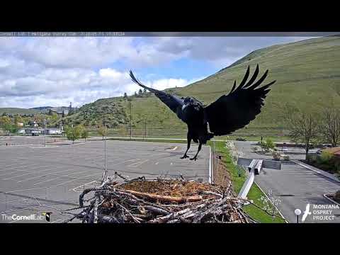 A raven takes Iris' egg, 5/3/20 - Hellgate osprey nest