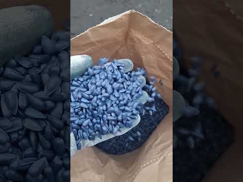 Ласса ЭКСТРА семена подсолнечника под евролайтинг 2025 год - фото 1 - id-p2034916099