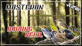 Download lagu MASTERAN BURUNG KECIL MEWAH SUPER FAVORIT II PRENJAK-PLECI-GEREJA-CIBLEK-KOLIBRI-SOGON 1JAM mp3 Download lagu MASTERAN BURUNG KECIL MEWAH SUPER FAVORIT II PRENJAK-PLECI-GEREJA-CIBLEK-KOLIBRI-SOGON 1JAM mp3