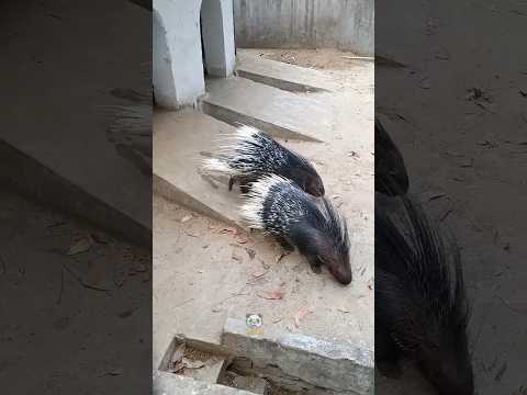 If you touch this animal's thorns... you're doomed! #Porcupine #AnimalFacts #WildlifeSecrets #Dan...