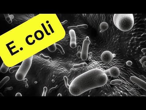 E.coli - what you need to know about VTEC