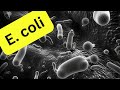 E Coli What You Need To Know About VTEC