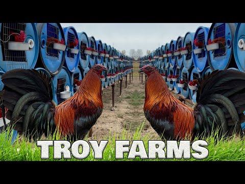 Beautiful Birds Troy Thompson Farm Oklahoma | Farm Visit