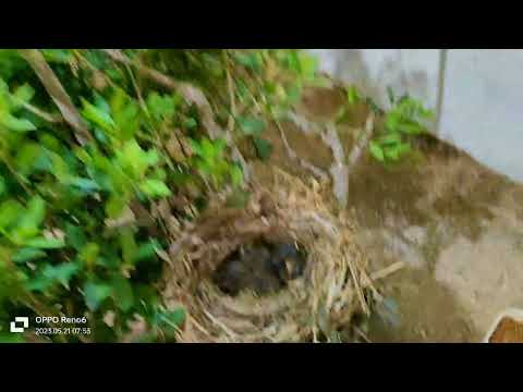 The sound of the female nightingale inside the wire on her young in the nest🐦