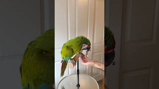 Training Session with Buffon's Macaw