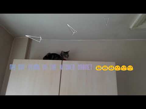 My Cat Tammy The Idiot