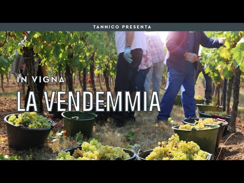 L'importanza della vendemmia | Tannico Flying School
