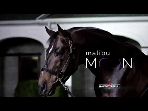 Malibu Moon - A. P. Indy's Best Sire