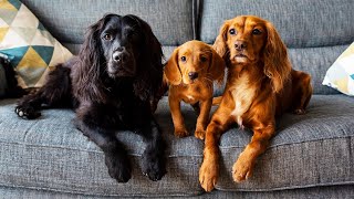 Meet Our New Cockerdor Puppy, Cally - Labrador X Working Cocker Spaniel Puppy Journey!