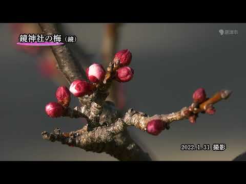 【佐賀県唐津市の風景】梅 [鏡神社](令和4年1月31日撮影）