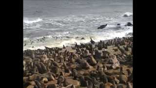 preview picture of video 'claudio di manao: otaria orsina - cape cross, namibia'