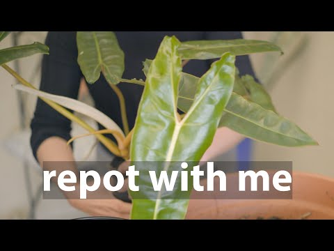 Repot Sessions: Philodendron Billietiae | Repot and stake up for bigger leaves