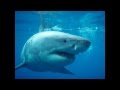 Great White Shark Stop Motion Photography - No ...