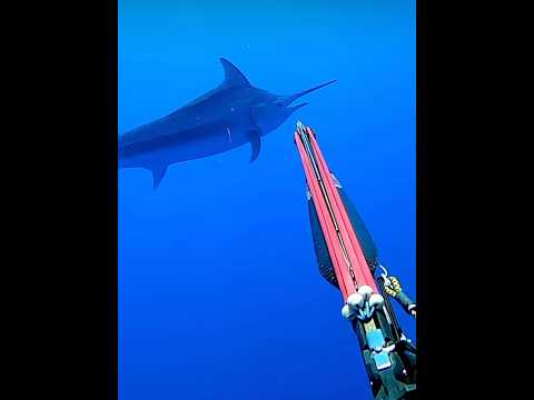 Spearing a GIANT 500lb Marlin #fishing #viral #explore #nature #fish #marlin #spearfishing #trending