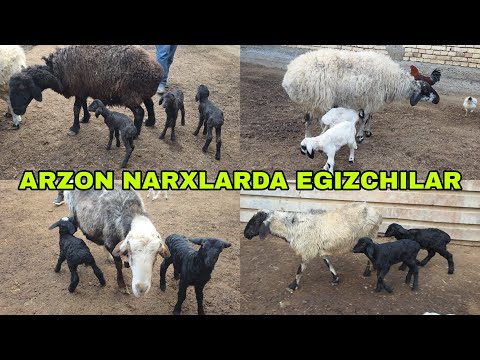 Ortiqjon ukamizdan arzon narxlarda egizchi qo'ylar 18-fevral, 2026