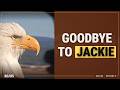 Goodbye Jackie the Eagle: A Look at What Made Her Special